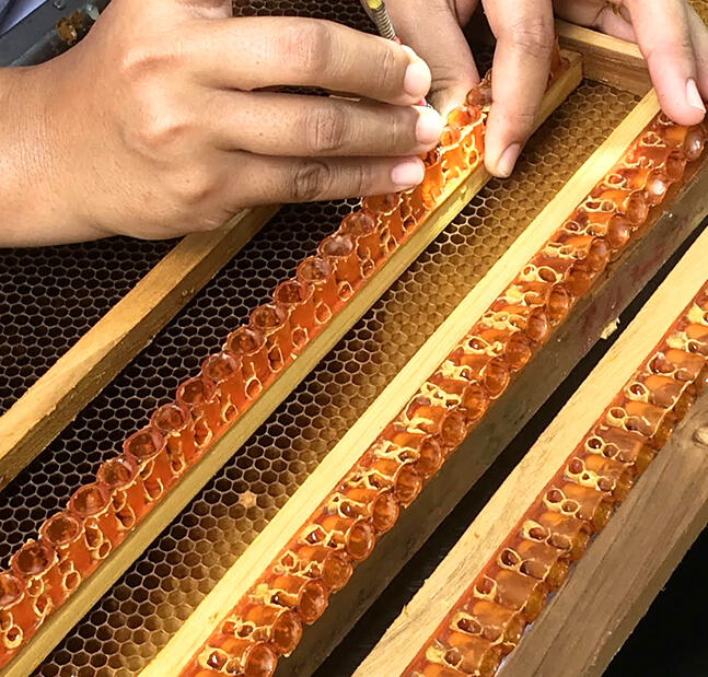 ローヤルゼリーを手作業で作り出している様子